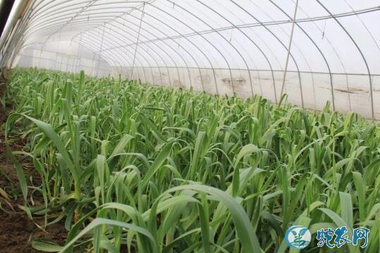 大棚种植、春节上市蒜苗大棚高产栽培技术!