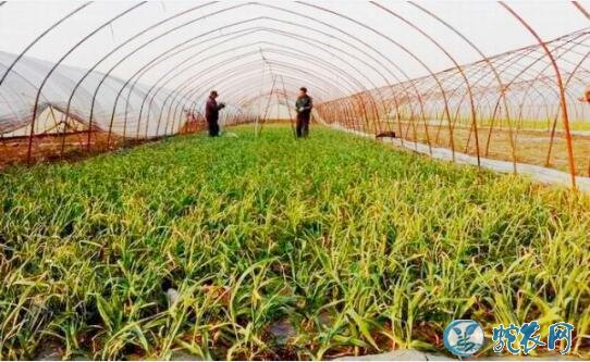 大棚种植、春节上市蒜苗大棚高产栽培技术!