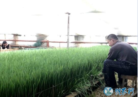 大棚种植、春节上市蒜苗大棚高产栽培技术!