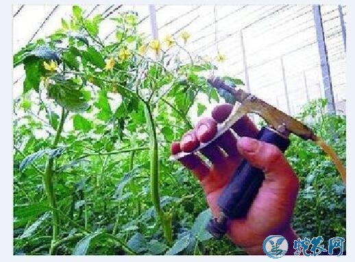 大棚种植、大棚番茄越冬期如何掌握喷花技术!