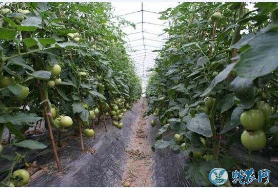 大棚种植、大棚番茄越冬期如何掌握喷花技术!