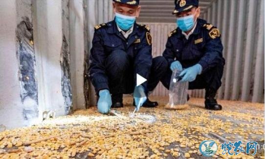 一粒都不能进!汕头海关查出携有转基因玉米种子!