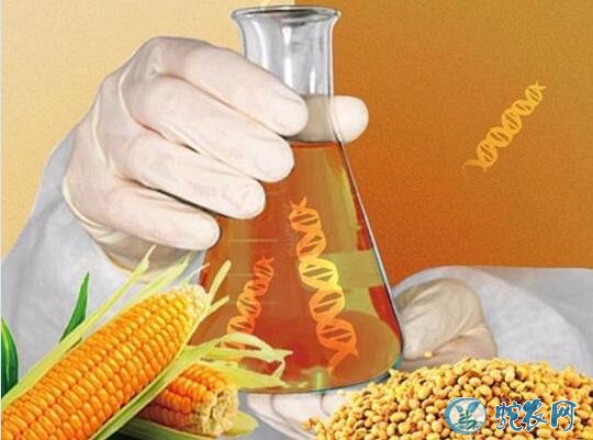 一粒都不能进!汕头海关查出携有转基因玉米种子!