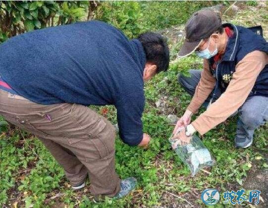 盘古蟾蜍是什么物种？台湾花莲民众误食盘古蟾蜍中毒致1死5伤！