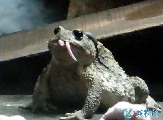 盘古蟾蜍是什么物种?台湾花莲民众误食盘古蟾蜍中毒致1死5伤!
