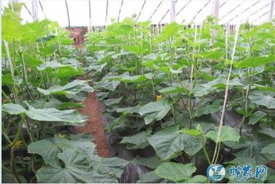 日光温室冬季黄瓜栽培技术