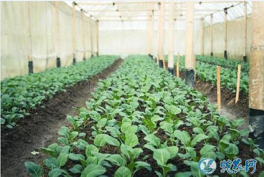 大棚甘蓝种植技术、大棚种植甘蓝的三个要点!
