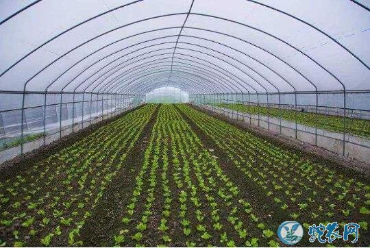 大棚甘蓝种植技术、大棚种植甘蓝的三个要点!
