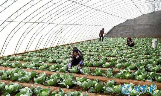 大棚甘蓝种植技术