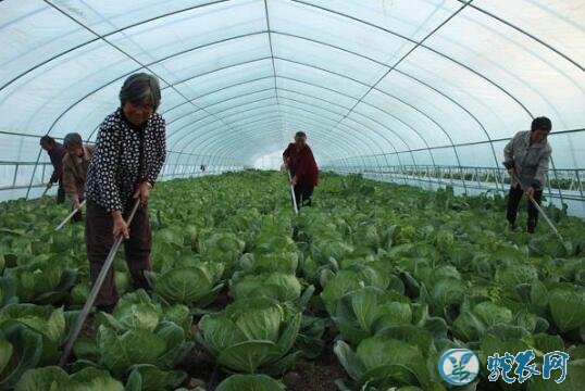 大棚甘蓝种植技术