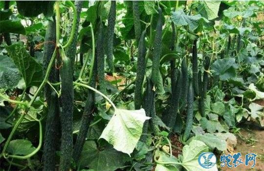 黄瓜种植、露地黄瓜巧施肥及注意事项!
