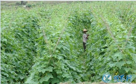 黄瓜种植、露地黄瓜巧施肥及注意事项！