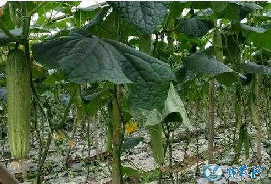 黄瓜种植、露地黄瓜巧施肥及注意事项!