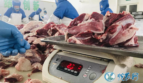 2019年12月20日羊肉价格行情、今日羊肉多少钱一斤?