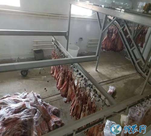 2019年12月20日羊肉价格行情、今日羊肉多少钱一斤?