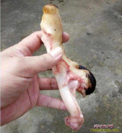 狗鞭狗鞭的功效与作用狗鞭怎么做好吃