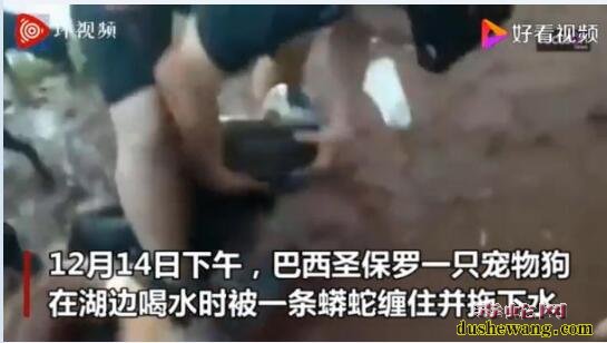 巴西一宠物狗被蟒蛇缠住!三条大汉与4米蟒蛇搏斗为狗解围!