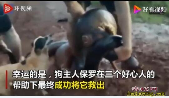 巴西一宠物狗被蟒蛇缠住!三条大汉与4米蟒蛇搏斗为狗解围!