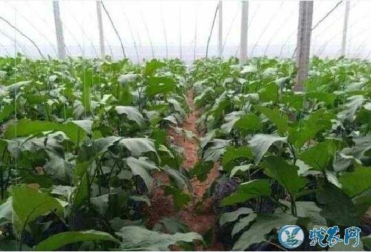 茄子种植技术与管理、越冬茬茄子高产高效栽培技法！