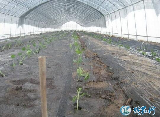 茄子种植技术与管理、越冬茬茄子高产高效栽培技法！