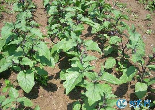 茄子种植时间和方法?举例露地茄子春季种植!