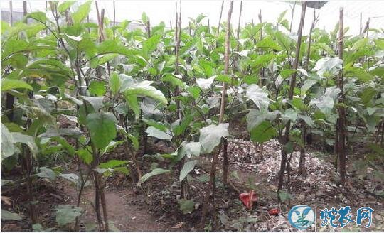 茄子种植时间和方法?举例露地茄子春季种植!