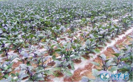 茄子种植时间和方法?举例露地茄子春季种植!