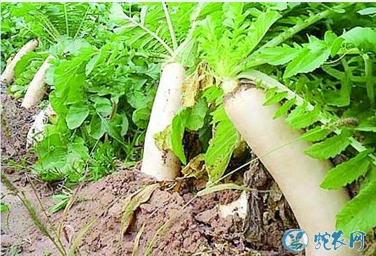 种萝卜,萝卜什么时候种植好?