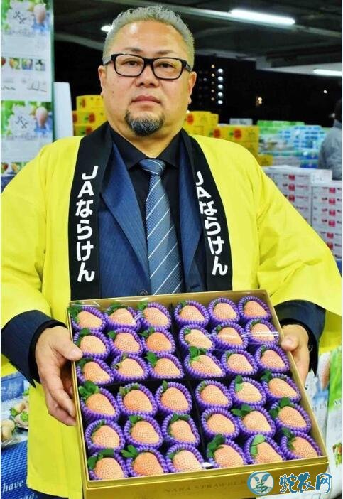 日本又现天价草莓1颗900元!日本草莓为什么卖这么贵?