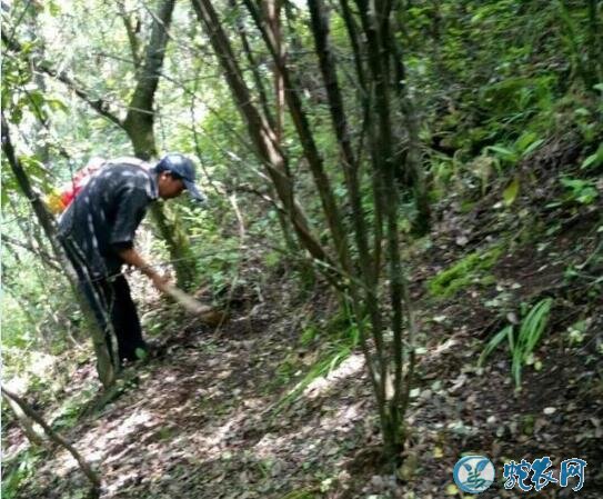 云南菌农发现价值连城巨型黑松露