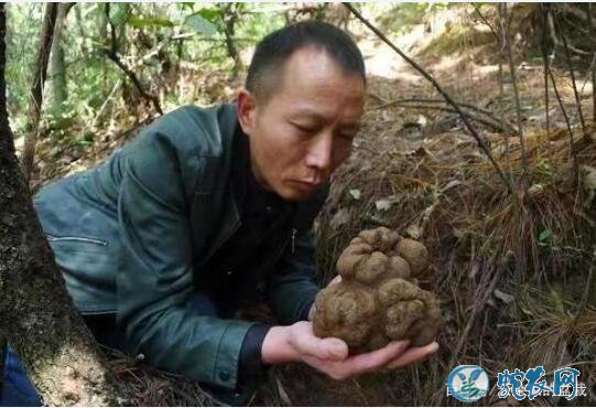 云南菌农发现价值连城巨型黑松露