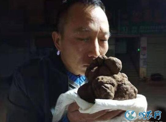 云南菌农发现价值连城巨型黑松露