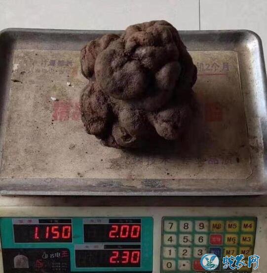 云南菌农发现价值连城巨型黑松露
