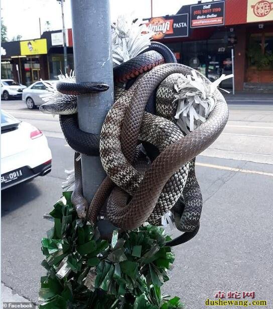 澳洲街头3条毒蛇和圣诞礼物盘踞在一起！“毒蛇守护“圣诞礼物谁敢拿！