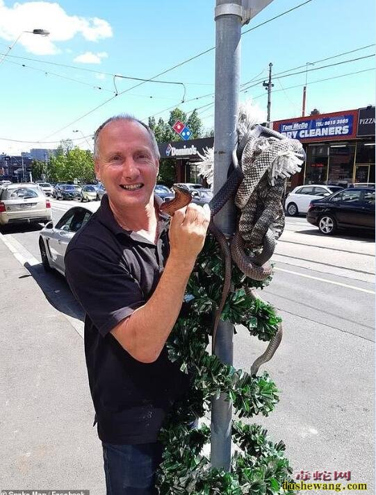 澳洲街头3条毒蛇和圣诞礼物盘踞在一起！“毒蛇守护“圣诞礼物谁敢拿！