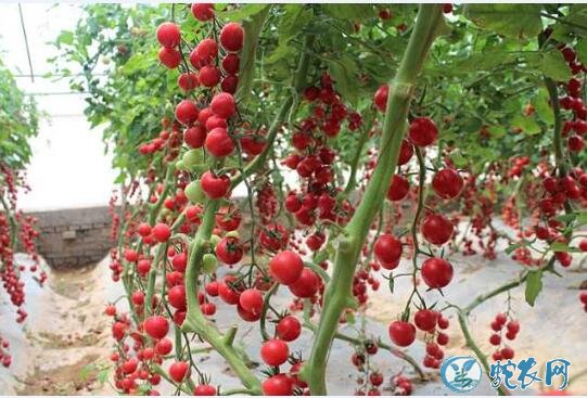 西红柿种子、一串红樱桃番茄栽培技术要点！