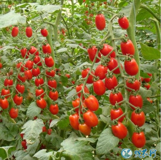 西红柿种子、一串红樱桃番茄栽培技术要点！