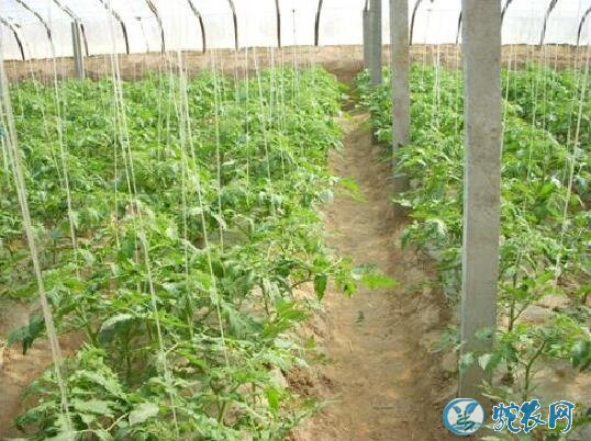 西红柿怎么种、大棚番茄矮化密植早熟栽培技术!