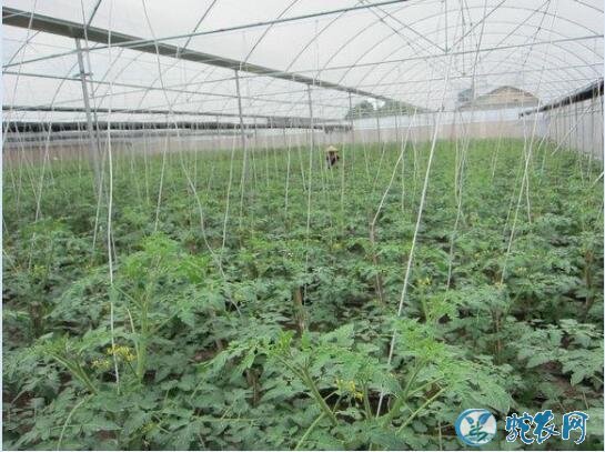 西红柿怎么种、大棚番茄矮化密植早熟栽培技术!