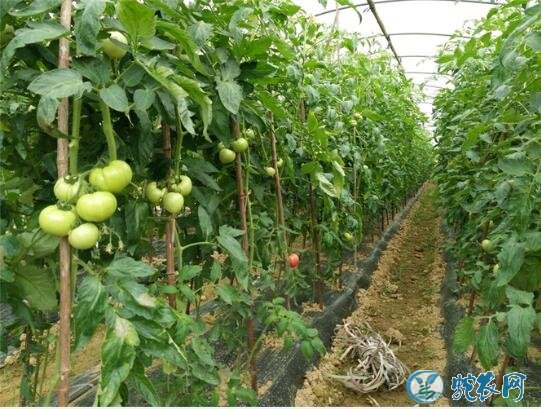 西红柿怎么种、大棚番茄矮化密植早熟栽培技术!