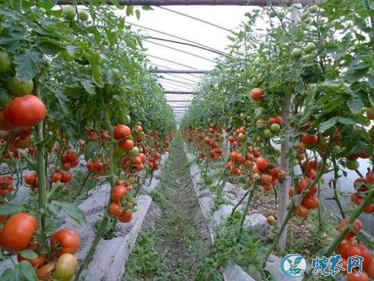 西红柿怎么种、大棚番茄矮化密植早熟栽培技术!