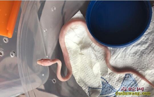 如何养宠物蛇?宠物玉米蛇日常饲养知识!