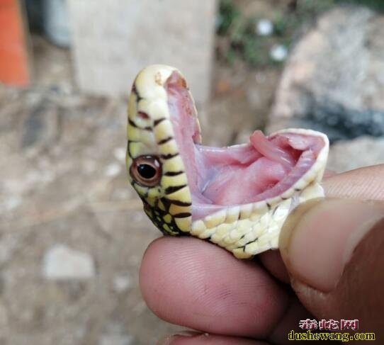蛇友解剖一条蛇咨询是不是肺炎图2