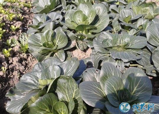 青菜怎么种?青菜冬季栽培技术要点!