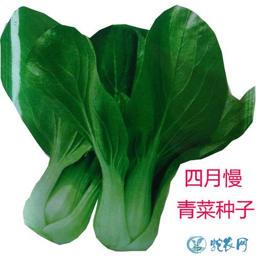 青菜怎么种?青菜冬季栽培技术要点!