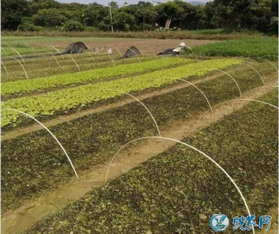 怎么种青菜?小青菜小拱棚无公害栽培技术!