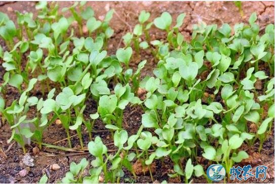 怎么种青菜?小青菜小拱棚无公害栽培技术!