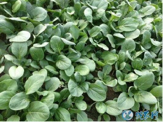 怎么种青菜?小青菜小拱棚无公害栽培技术!