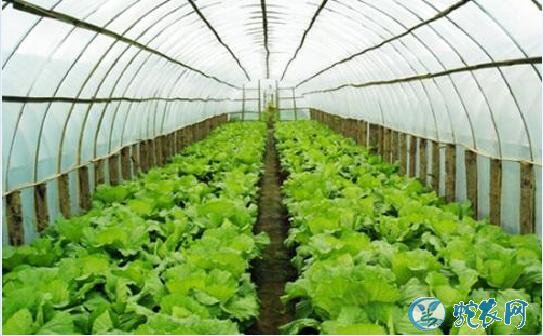 生菜怎么种?生菜的冬季栽培技术!