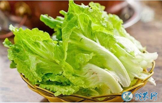生菜怎么种?生菜的冬季栽培技术!